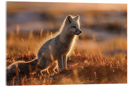 Akrylbillede Arctic fox in the tundra of Norway