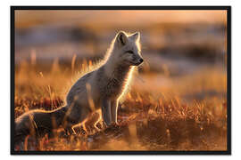 Gerahmter Kunstdruck Polarfuchs in der Tundra Norwegens