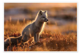 Poster Arctic fox in the tundra of Norway