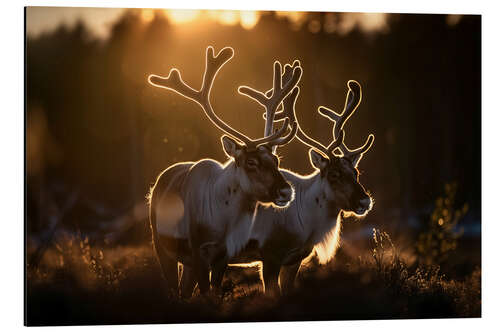 Aluminium print Reindeer in the Norwegian tundra