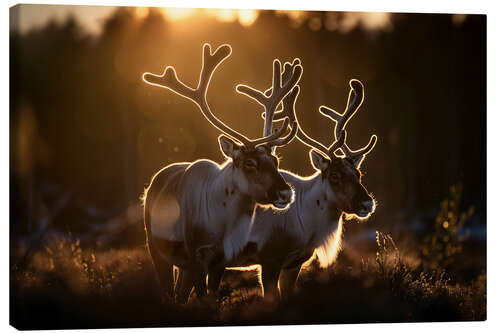 Lienzo Reindeer in the Norwegian tundra