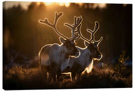 Lienzo Reindeer in the Norwegian tundra - Christian Müringer