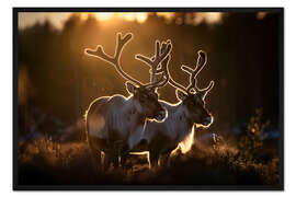 Gerahmter Kunstdruck Rentiere in der Tundra Norwegens