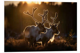 Cuadro de PVC Reindeer in the Norwegian tundra