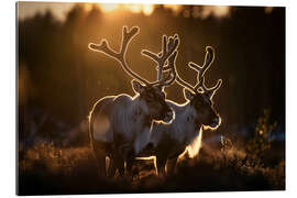 Gallery Print Rentiere in der Tundra Norwegens