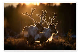 Poster Reindeer in the Norwegian tundra