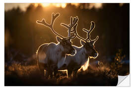 Wandsticker Rentiere in der Tundra Norwegens