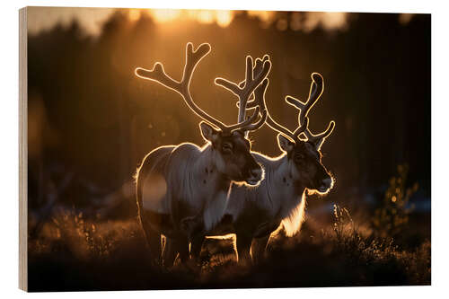Print på træ Reindeer in the Norwegian tundra