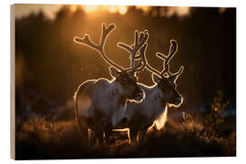 Print på træ Reindeer in the Norwegian tundra - Christian Müringer