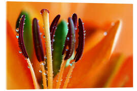 Acrylglasbild Lilie mit Wassertropfen