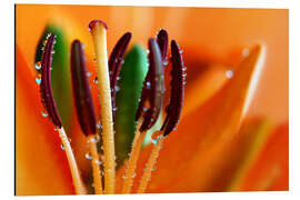 Alubild Lilie mit Wassertropfen