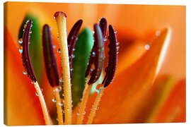 Tableau sur toile Lily with water drops - Atteloi