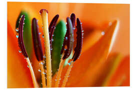 Hartschaumbild Lilie mit Wassertropfen