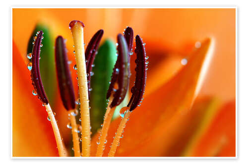 Poster Lily with water drops