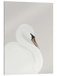 Stampa su plexi-alluminio White Swan