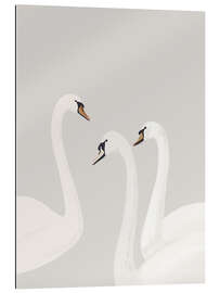 Stampa su plexi-alluminio White Swans