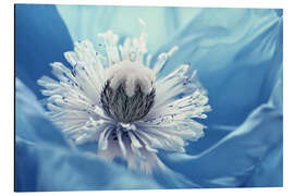 Alubild Blaue Mohnblüte - Atteloi