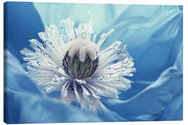 Leinwandbild Blaue Mohnblüte - Atteloi