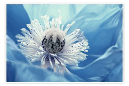 Poster Blaue Mohnblüte