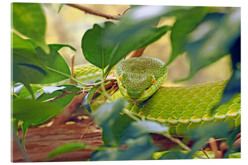 Quadro em acrílico Asian green pit vipers
