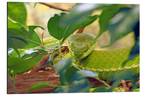 Cuadro de aluminio Asian green pit vipers