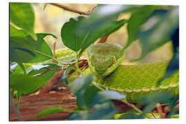 Cuadro de aluminio Asian green pit vipers - GUGIGEI