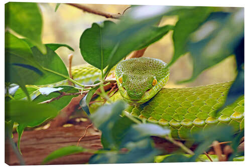 Canvastavla Asian green pit vipers