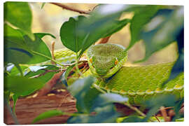 Lienzo Asian green pit vipers - GUGIGEI