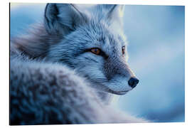 Aluminiumtavla Arctic fox in winter in the Norwegian tundra