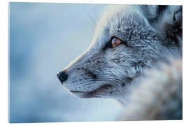 Akrylbillede Arctic fox in winter in the Norwegian tundra