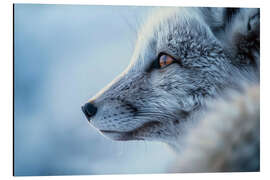 Aluminiumtavla Arctic fox in winter in the Norwegian tundra