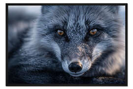 Gerahmter Kunstdruck Polarfuchs
