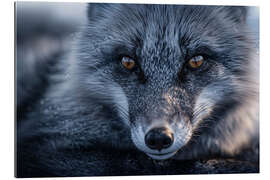 Gallery Print Polarfuchs