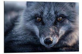 Magnettafel Polarfuchs