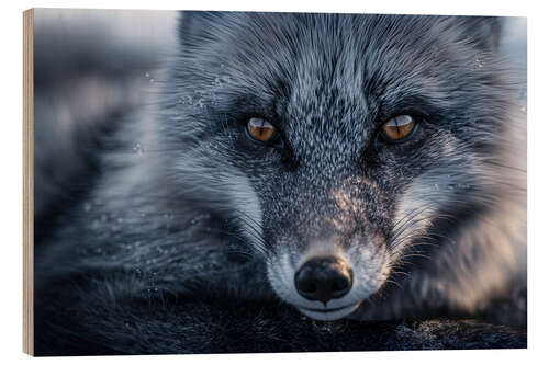 Wood print Polarfuchs