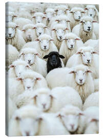 Canvas print Black Sheep - Peter Roder