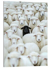 Gallery print Black Sheep