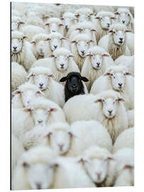 Magnettafel Schwarzes Schaf - Peter Roder