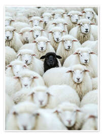 Wall print Black Sheep - Peter Roder