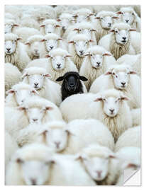 Adesivo murale Black Sheep