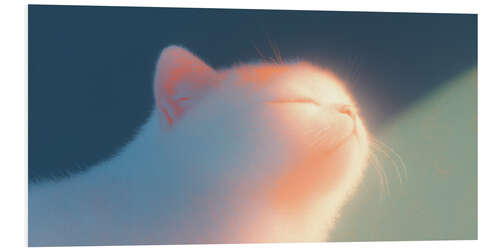 Quadro em PVC Kitten in the Sun