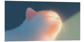 Quadro em PVC Kitten in the Sun - DejaReve