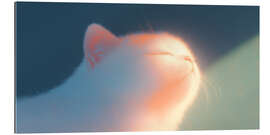 Gallery Print Kätzchen in der Sonne