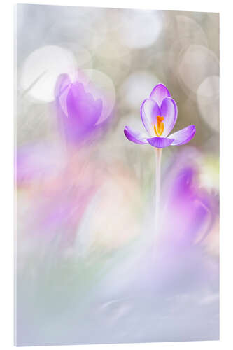 Obraz na szkle akrylowym Crocuses in beautiful light
