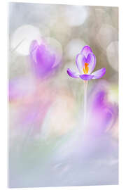 Obraz na szkle akrylowym Crocuses in beautiful light - Bob Daalder