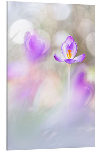 Stampa su alluminio Crocuses in beautiful light