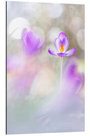 Stampa su alluminio Crocuses in beautiful light - Bob Daalder