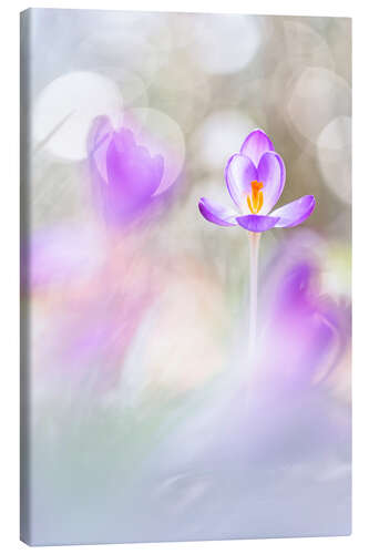 Stampa su tela Crocuses in beautiful light