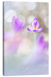 Stampa su tela Crocuses in beautiful light - Bob Daalder