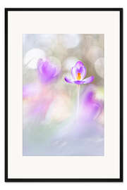 Gerahmter Kunstdruck Krokusse im schönen Licht